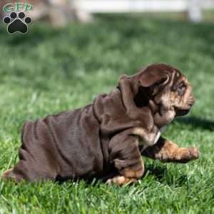 Chanel Cocoa, English Bulldog Puppy